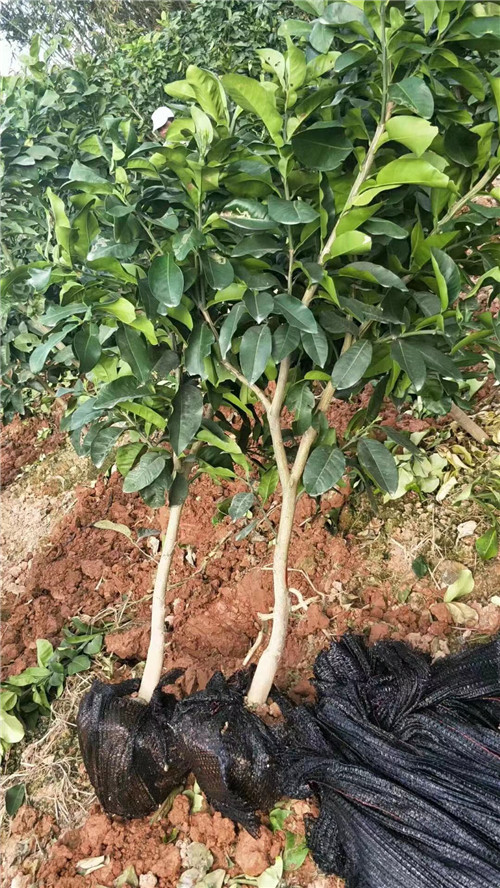 隔年就掛果的紅心蜜柚苗限時(shí)促銷(xiāo)丨早熟紅皮紅肉蜜柚苗出售