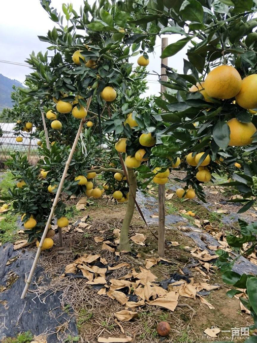 臺(tái)灣甜葡萄柚苗