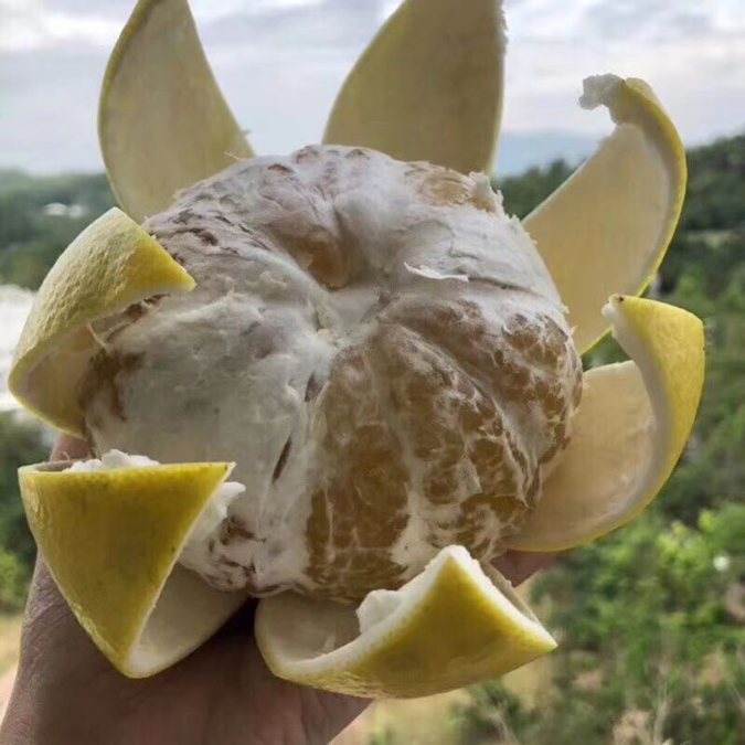 臺(tái)灣甜葡萄柚苗