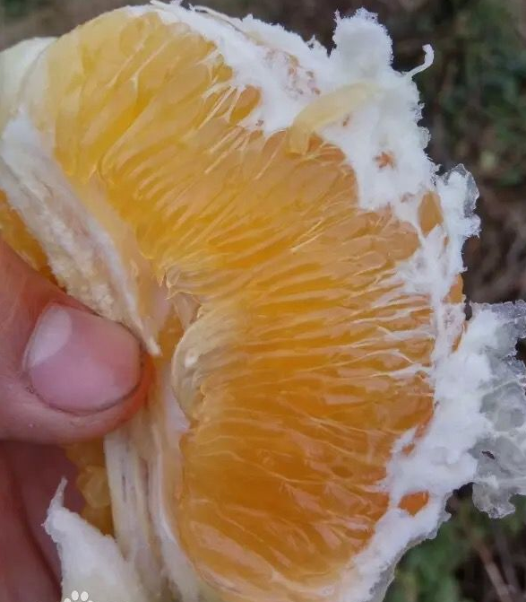 臺(tái)灣甜葡萄柚苗