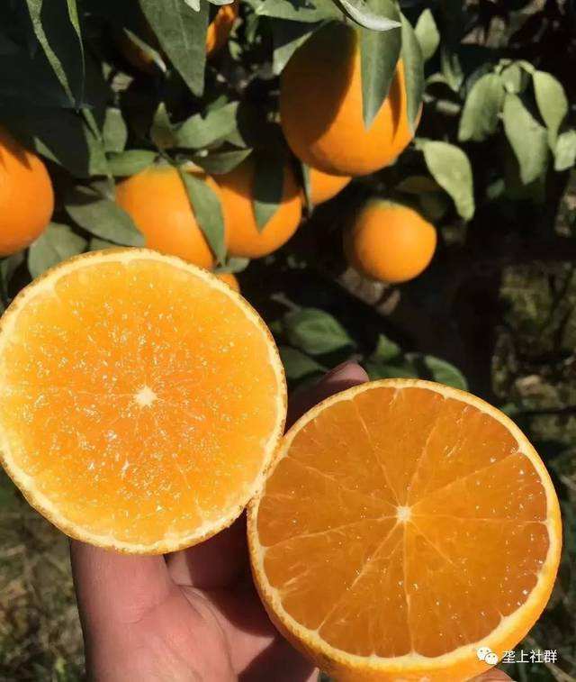 愛媛38號(hào)苗（紅美人）