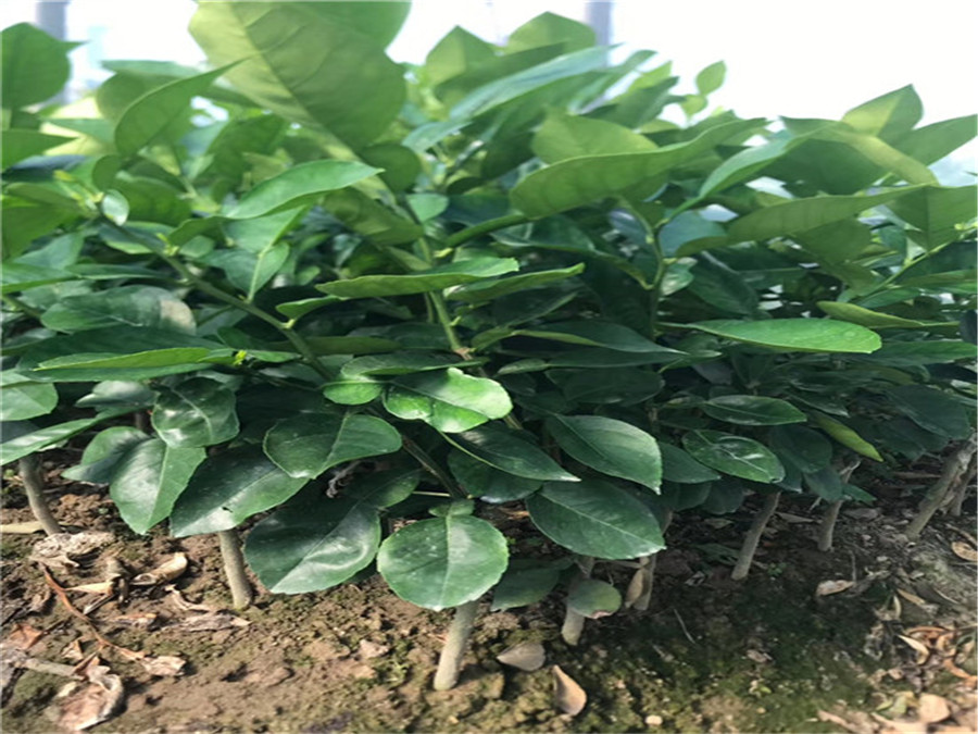 暹羅紅柚苗價(jià)格 泰國(guó)暹羅三紅蜜柚苗基地直銷