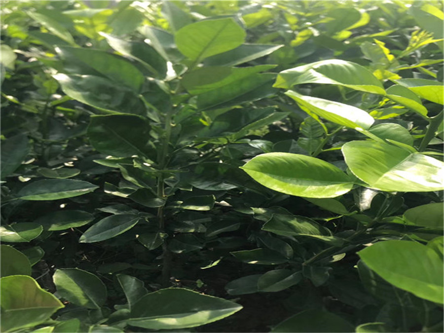 暹羅紅柚苗價(jià)格 泰國(guó)暹羅三紅蜜柚苗基地直銷(xiāo)