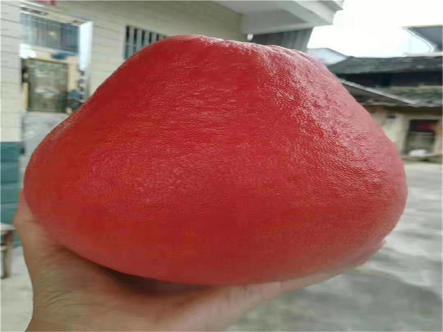 泰國暹羅紅柚子苗多少錢一株  泰國暹羅三紅柚子苗  泰國三紅柚子苗