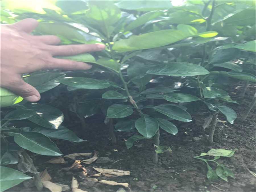 泰國暹羅紅柚子苗多少錢一株  泰國暹羅三紅柚子苗  泰國三紅柚子苗