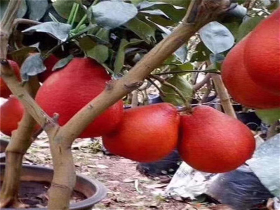 批發(fā)采購暹羅紅柚苗哪里有