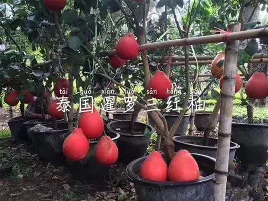 出售泰國暹羅三紅柚苗