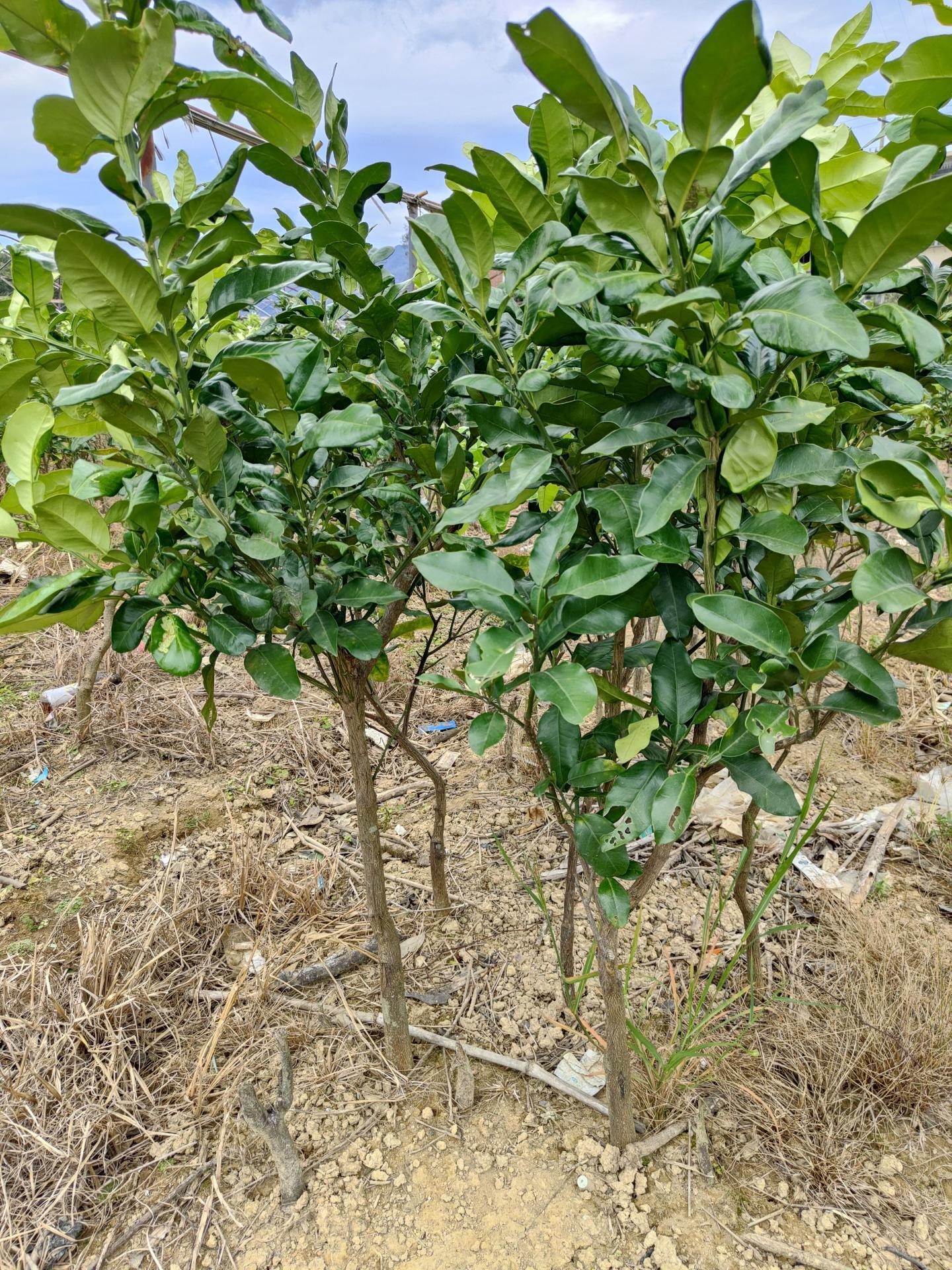 福建大三紅蜜柚苗木基地丨紅心蜜柚苗價格行情丨最新三紅蜜柚市場行情如何