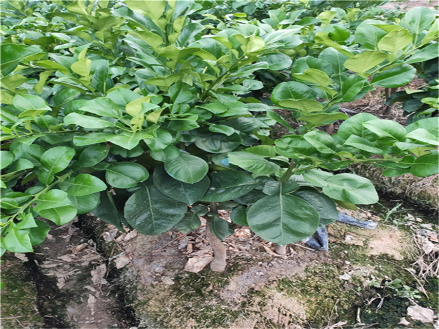 推薦新品種暹羅紅柚苗，哪家泰國暹羅紅柚苗好