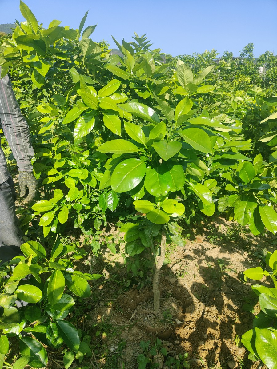 推薦新品種暹羅紅柚苗，哪家泰國(guó)暹羅紅柚苗好