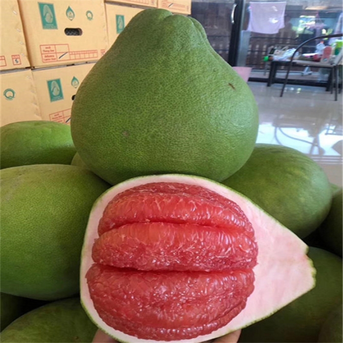 泰國紅寶石青柚苗價(jià)格