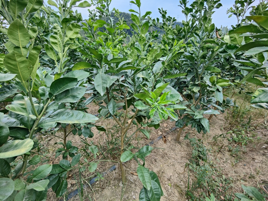 泰國紅寶石青柚苗幾年掛果|紅寶石青柚苗受保護