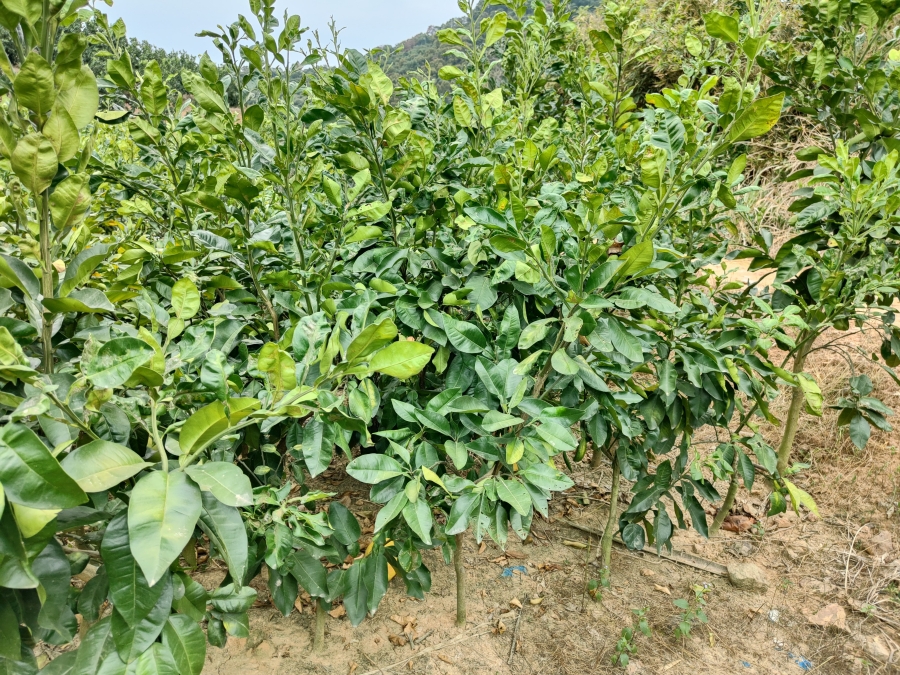哪里有泰國紅寶石青柚苗|優(yōu)質(zhì)紅寶石青柚苗