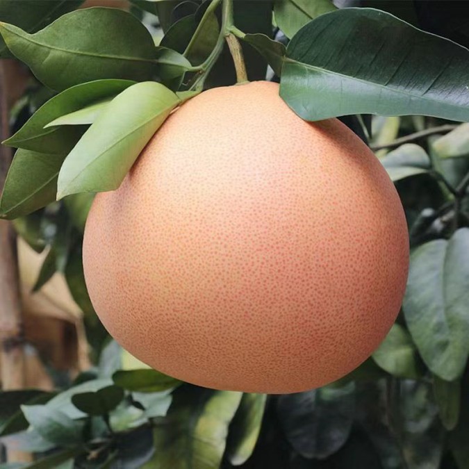 大三紅蜜柚母樹丨供應大三紅柚子苗丨哪里有兩年生大三紅柚子苗