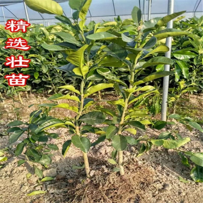 三紅蜜柚苗（三年苗）丨福建大棵三紅柚子苗丨福建琯溪正宗三紅蜜柚苗供應