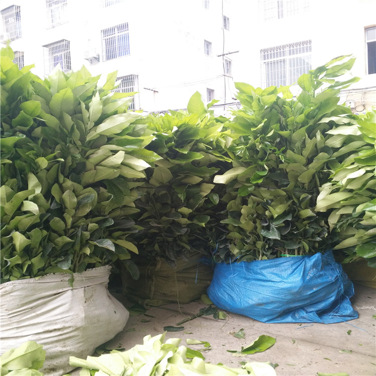 廣東果農(nóng)訂購(gòu)5000棵三紅蜜柚苗木丨哪里能買(mǎi)到正宗大三紅蜜柚苗丨廣東紅心蜜柚苗