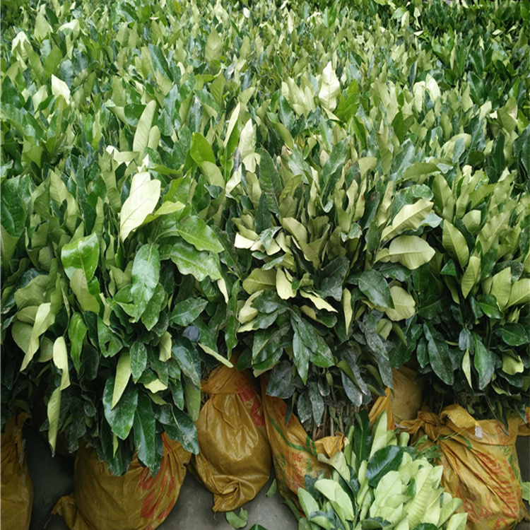 廣東果農(nóng)訂購(gòu)5000棵三紅蜜柚苗木丨哪里能買(mǎi)到正宗大三紅蜜柚苗丨廣東紅心蜜柚苗
