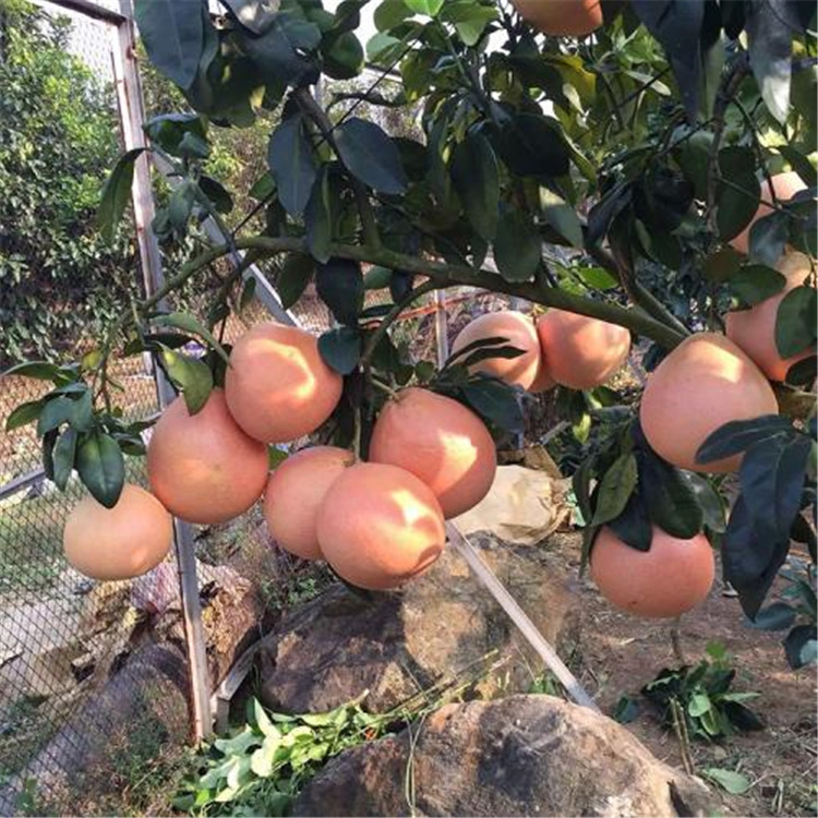 大三紅蜜柚掛果母樹(shù)丨四川適宜種植的三紅蜜柚苗