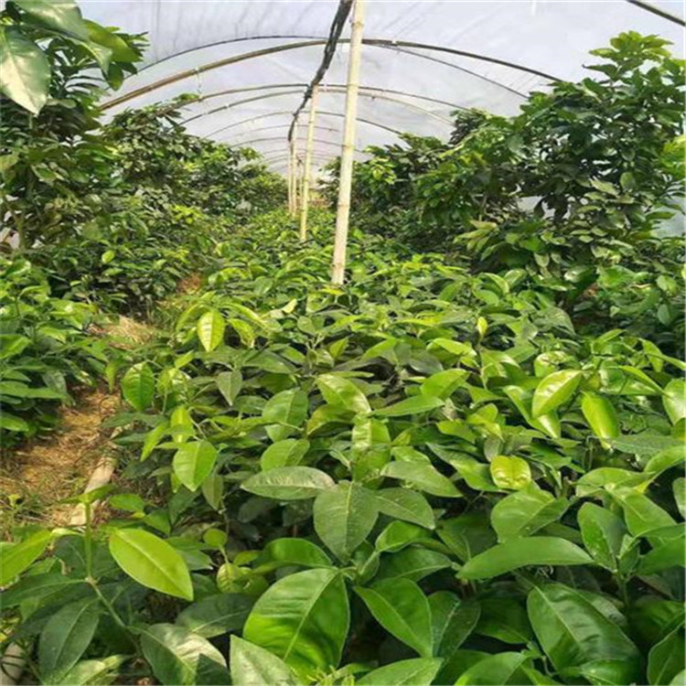 新品種葡萄柚苗一株多少錢，哪里有正宗甜葡萄柚苗供應(yīng)