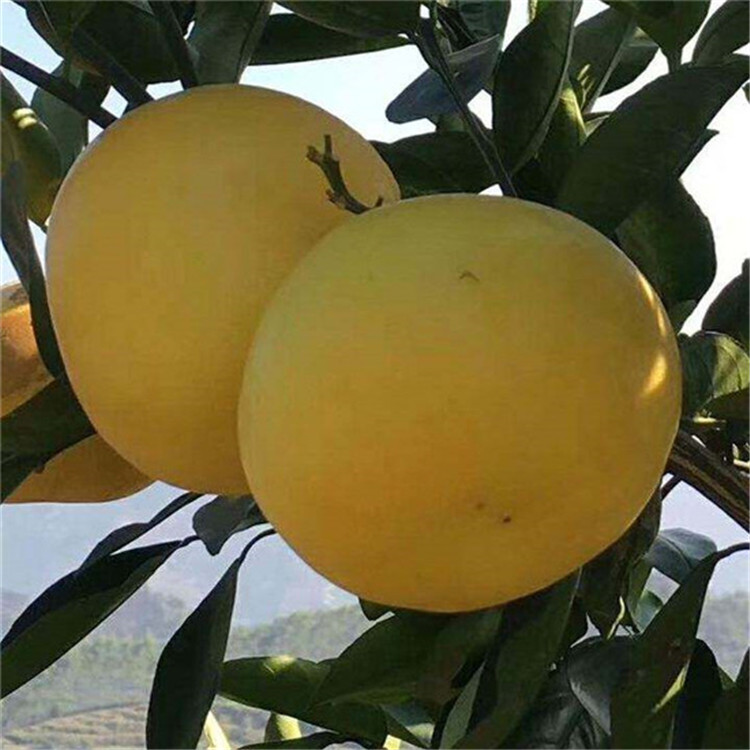 臺(tái)灣葡萄柚苗，黃肉葡萄柚，黃肉西柚苗