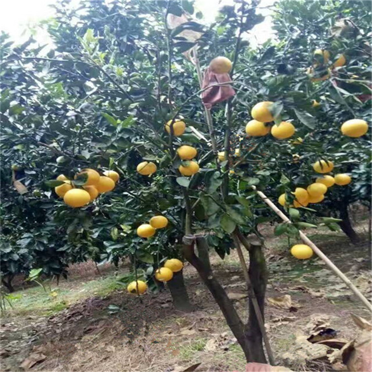 福建出售葡萄柚柚苗價格，甜葡萄柚苗批發(fā)