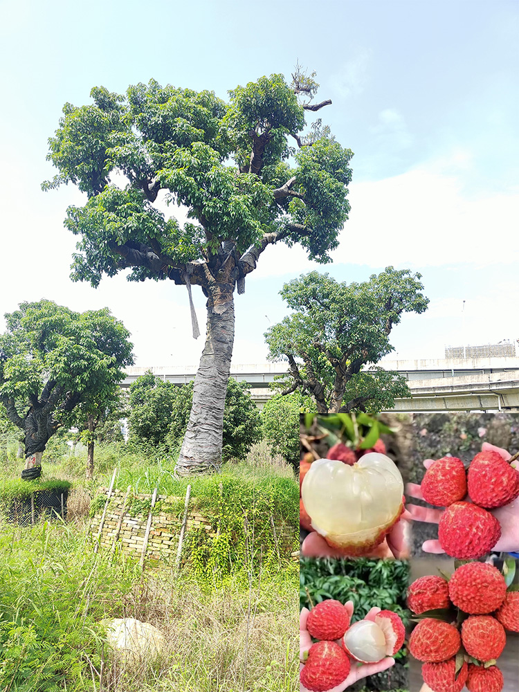 百年荔枝樹(shù)
