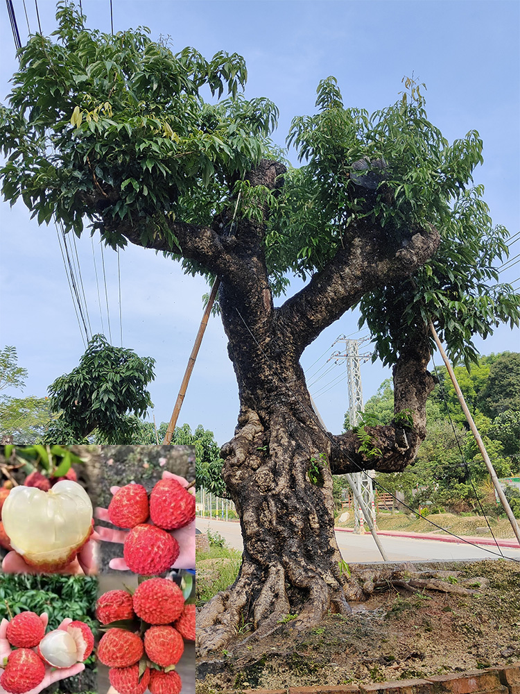 百年荔枝樹(shù)