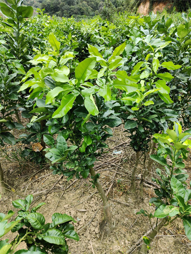 99B2EFD66FB0878E79D6B9F6840E031B_副本.jpg